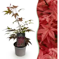 Green Boutiq GreenboutiQ - Gartenpflanze - Acer palmatum Atropurpureum - Lila - 1 Pflanze - Laubabwerfend - Wenig Pflege - Topf 12cm Höhe 35cm