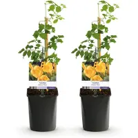 Green Boutiq - Trompetblume - Campsis radicans Flava - Blüte Gelb - Wenig Pflege - 2 Pflanzen - Topf 11cm Höhe 40cm