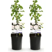 Green Boutiq GreenboutiQ - Kletterrose - Rosa New Dawn - Blüte Hellrosa - Wenig Pflege - 2 Pflanzen - Topf 11cm Höhe 40cm