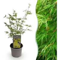 Green Boutiq GreenboutiQ - Gartenpflanze - Acer palmatum Emerald Lace - Grün - 1 Pflanze - Laubabwerfend - Pflegeleicht - Topf 12cm Höhe 35cm
