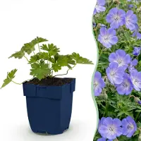 Green Boutiq - Staude - Geranium 'Rozanne' - Storchschnabel - Bodendecker - Blau - 12 Pflanzen - Topf 11cm - Höhe 15-25cm