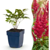 Green Boutiq - Staude - Astilbe (A) Fanal - Prachtspiere - Schatten - Rot - 3 Pflanzen - Topf 11cm - Höhe 15-25cm
