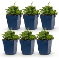 Green Boutiq - Stauden - Campanula posch. Lisduggan Variety - Rittersporn - Bodendecker - Weiß - 6 Pflanzen - Topf 11cm - Höhe 15-25cm