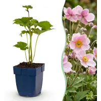 Green Boutiq - Stauden - Anemone hybr. Kön. Charlotte - Herbst-Anemone - Schatten - Rosa - 6 Pflanzen - Topf 11cm - Höhe 15-25cm