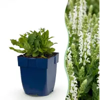Green Boutiq – Stauden – Salvia nem. (Schneehügel-Salbei) – Salbei – Pflanze, die Bienen und Schmetterlinge anzieht – Weiß – 24 Pflanzen – Topfgröße 11 cm – Höhe 15-25 cm