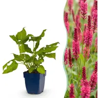 Green Boutiq – Stauden – Persicaria amplexicaulis – Knöterich – Schattenverträglich – Rot – 3 Pflanzen – Topfgröße 11 cm – Höhe 15-25 cm