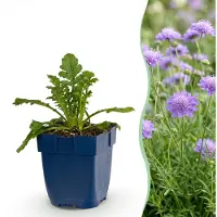 Green Boutiq - Stauden - Scabiosa col. Butterfly Blue - Taubenblume - Zieht Bienen und Schmetterlinge an - Lila - 6 Pflanzen - Topfgröße 11 cm - Höhe 15-25 cm