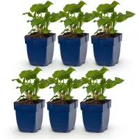 Green Boutiq – Stauden – Persicaria ampl. Alba – Knöterich – Schattenverträglich – Weiß – 6 Pflanzen – Topfgröße 11 cm – Höhe 15-25 cm