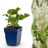 Green Boutiq – Stauden – Persicaria ampl. Alba – Knöterich – Schattenverträglich – Weiß – 12 Pflanzen – Topfgröße 11 cm – Höhe 15-25 cm