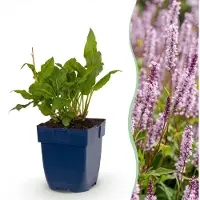 Green Boutiq – Staudenpflanze – Persicaria ampl. Rosea – Knöterich – Schattenverträglich – Rosa – 1 Pflanze – Topf 11 cm – Höhe 15-25 cm