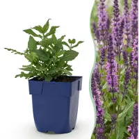 Green Boutiq - Staude - Salvia nem. Sense Deepl Pink - Salbei - Zieht Bienen und Schmetterlinge an - Rosa - 1 Pflanze - Topf 11 cm - Höhe 15-25 cm