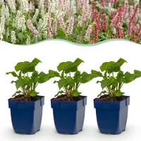 Green Boutiq – Stauden – Persicaria Tricolour – Knöterich – Schattenverträglich – Rot, Rosa, Weiß – 12 Pflanzen – Topfgröße 11 cm – Höhe 15-25 cm