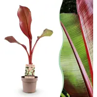 Green Boutiq - Obstpflanze - Musa ensete Maurelli - Bananenbaum - Winterhart - Rot-Grün - 1 Pflanzen - Topf 21cm - Höhe 70-90cm