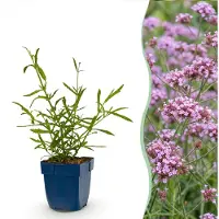 Green Boutiq – Stauden – Verbena bonariensis Lollipop – Eisenkraut – Lockt Bienen und Schmetterlinge an – Lila – 1 Pflanze – Topf 11 cm – Höhe 15-25 cm
