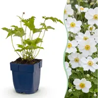 Green Boutiq - Stauden - Anemone hybr. Hon. Jobert - Herbstanemone - Schatten - Weiß - 3 Pflanzen - Topf 11cm - Höhe 15-25cm