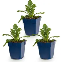 Green Boutiq - Staude - Scabiosa col. Butterfly Blue - Taubenkraut - Lockt Bienen und Schmetterlinge an - Lila - 3 Pflanzen - Topfgröße 11 cm - Höhe 15-25 cm