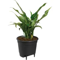 Elho Selbstbewässerungseinsatz 17 living schwarz indoor l 17 x b 17 x h 15,7 cm (zwart)