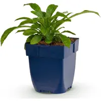 Green Boutiq - Stauden - Campanula pers. Alba - Pfirsichblattglockenblume - Bienen- und Schmetterlingsmagneten - Weiß - 1 Pflanze - Topf 11cm - Höhe 15-25cm