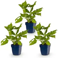 Green Boutiq – Stauden – Persicaria amplexicaulis – Knöterich – Schattenverträglich – Rot – 3 Pflanzen – Topfgröße 11 cm – Höhe 15-25 cm
