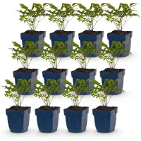 Green Boutiq - Stauden - Astilbe (A) Fanal - Pluimspirea - Schatten - Rot - 12 Pflanzen - Topf 11cm - Höhe 15-25cm