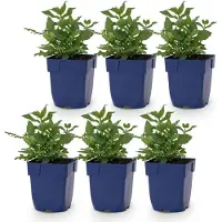 Green Boutiq - Staude - Salvia nem. Sense Deepl Pink - Salbei - Zieht Bienen und Schmetterlinge an - Rosa - 6 Pflanzen - Topfgröße 11 cm - Höhe 15-25 cm