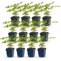 Green Boutiq - Stauden - Astilbe (J) Europa - Prachtspiere - Schatten - Rosa - 12 Pflanzen - Topf 11cm - Höhe 15-25cm