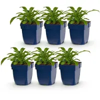 Green Boutiq - Staude - Campanula pers. Alba - Pfirsichblattglockenblume - Bienen- und Schmetterlingsanwerfer - Weiß - 6 Pflanzen - Topf 11cm - Höhe 15-25cm