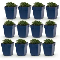 Green Boutiq - Staude - Campanula portenschlagiana - Pfirsichblättrige Glockenblume - Bodendecker - Rosa - 12 Pflanzen - Topf 11cm - Höhe 15-25cm