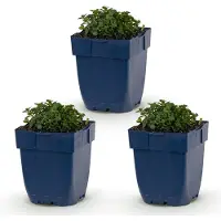 Green Boutiq - Staude - Campanula portenschlagiana - Pfirsichblattglocke - Bodendecker - Rosa - 3 Pflanzen - Topf 11cm - Höhe 15-25cm