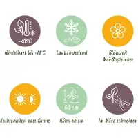 Green Boutiq - Stauden - Nepeta sib. Wild Orchid - Katzenminze - Bienen- und Schmetterlingsmagnete - Rosa - 24 Pflanzen - Topf 11cm - Höhe 15-25cm