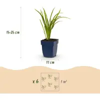 Green Boutiq - Staude - Hemerocallis Autumn Red - Taglilie - Zieht Bienen und Schmetterlinge an - Rot - 12 Pflanzen - Topfgröße 11 cm - Höhe 15-25 cm