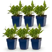 Green Boutiq - Staude - Persicaria ampl. Rosea - Knöterich - Schattenverträglich - Rosa - 6 Pflanzen - Topfgröße 11 cm - Höhe 15-25 cm