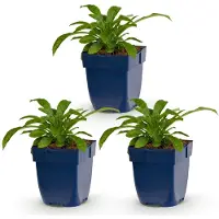 Green Boutiq - Stauden - Campanula pers. Alba - Pfirsichblattglockenblume - Bienen- und Schmetterlingsmagneten - Weiß - 3 Pflanzen - Topf 11cm - Höhe 15-25cm