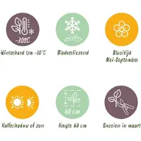 Green Boutiq - Staudenpflanze - Nepeta sib. Wild Orchid - Katzenminze - Bienen- und Schmetterlingsanwerfer - Rosa - 6 Pflanzen - Topf 11cm - Höhe 15-25cm