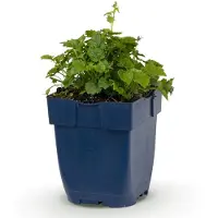 Green Boutiq - Stauden - Campanula posch. Lisduggan Sorte - Pfirsichblattglockenblume - Bodendecker - Weiß - 1 Pflanze - Topf 11cm - Höhe 15-25cm