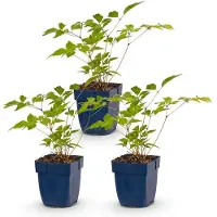 Green Boutiq - Staude - Astilbe (J) Europa - Prachtspirea - Schatten - Rosa - 3 Pflanzen - Topf 11cm - Höhe 15-25cm