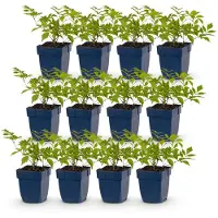 Green Boutiq - Staude - Astilbe (J) Deutschland - Prachtspiere - Schatten - Weiß - 12 Pflanzen - Topf 11cm - Höhe 15-25cm