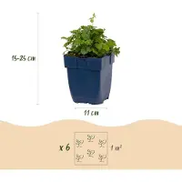 Green Boutiq - Stauden - Campanula posch. Lisduggan Variety - Rittersporn - Bodendecker - Weiß - 24 Pflanzen - Topf 11cm - Höhe 15-25cm