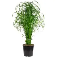 Value Greens Wasserliebendes Zyperngras - Cyperus alternifolius -ca. 55 cm hoch, Topf-Ø 14 cm