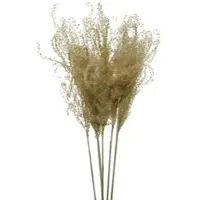 Décoris Trockenblumen Pampasgras 55cm getrockneter Gräser Hochzeitsdeko Natur