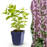 Green Boutiq - Stauden - Nepeta sib. Wild Orchid - Katzenminze - Bienen- und Schmetterlingsanwerfer - Rosa - 1 Pflanze - Topf 11cm - Höhe 15-25cm