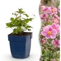 Green Boutiq - Staude - Anemone hup. Splendens - Herbst-Anemone - Schatten - Dunkelrosa - 3 Pflanzen - Topf 11cm - Höhe 15-25cm