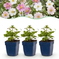 Green Boutiq - Stauden - Anemone Tricolour - Herbst Anemone - Schatten - Dunkel Rosa - Rosa - Weiß - 12 Pflanzen - Topf 11cm - Höhe 15-25cm