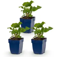 Green Boutiq - Staude - Persicaria ampl. Alba - Weißer Schlangenknöterich - Schattenverträglich - Weiß - 3 Pflanzen - Topfgröße 11 cm - Höhe 15-25 cm
