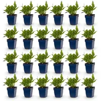 Green Boutiq – Stauden – Persicaria ampl. Rosea – Knöterich – Schattenverträglich – Rosa – 24 Pflanzen – Topfgröße 11 cm – Höhe 15-25 cm