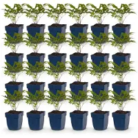 Green Boutiq - Stauden - Astilbe (A) Fanal - Pluimspirea - Schatten - Rot - 24 Pflanzen - Topf 11cm - Höhe 15-25cm