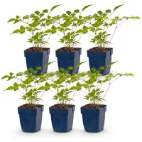 Green Boutiq - Stauden - Astilbe (J) Europa - Prachtspierea - Schatten - Rosa - 6 Pflanzen - Topf 11cm - Höhe 15-25cm