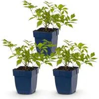 Green Boutiq - Staude - Astilbe (J) Deutschland - Prachtspirea - Schatten - Weiß - 3 Pflanzen - Topf 11cm - Höhe 15-25cm