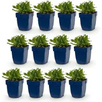 Green Boutiq – Stauden – Salvia nem. (Schneehügel-Salbei) – Salbei – Pflanze, die Bienen und Schmetterlinge anzieht – Weiß – 12 Pflanzen – Topfgröße 11 cm – Höhe 15-25 cm