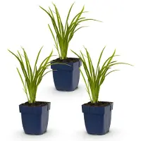 Green Boutiq - Staude - Hemerocallis Autumn Red - Taglilie - Zieht Bienen und Schmetterlinge an - Rot - 3 Pflanzen - Topf 11 cm - Höhe 15-25 cm